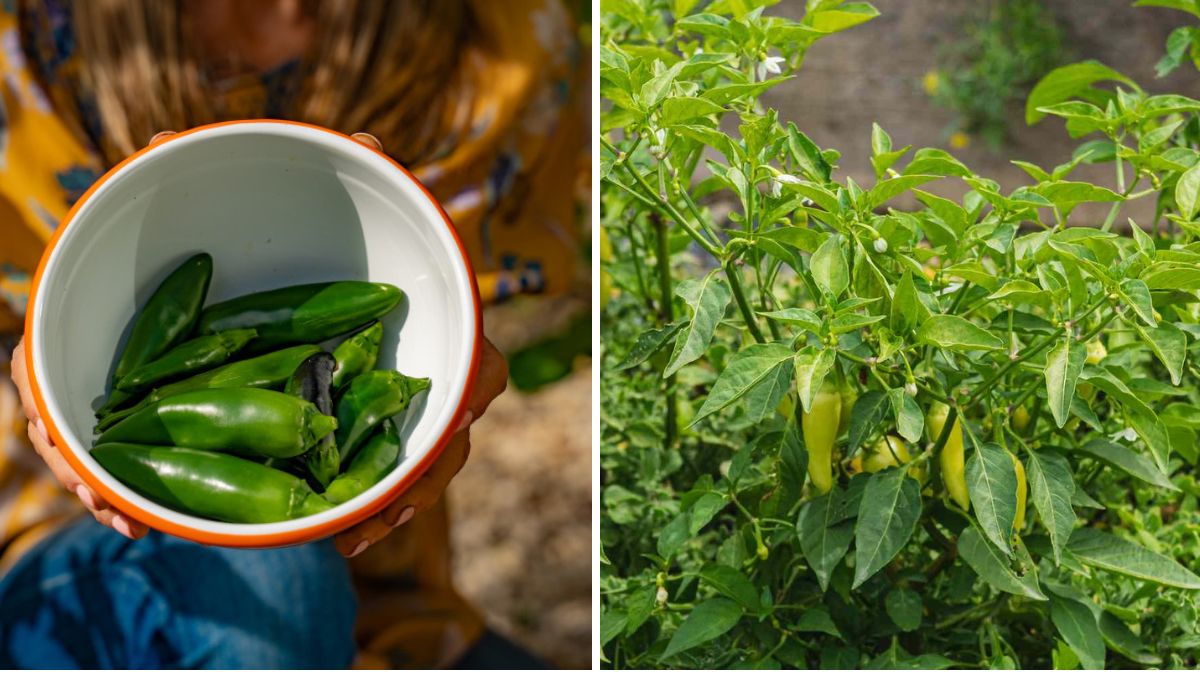 Fiery & Fresh: A Complete Beginner’s Guide to Growing Jalapeño Peppers from Seed to Harvest