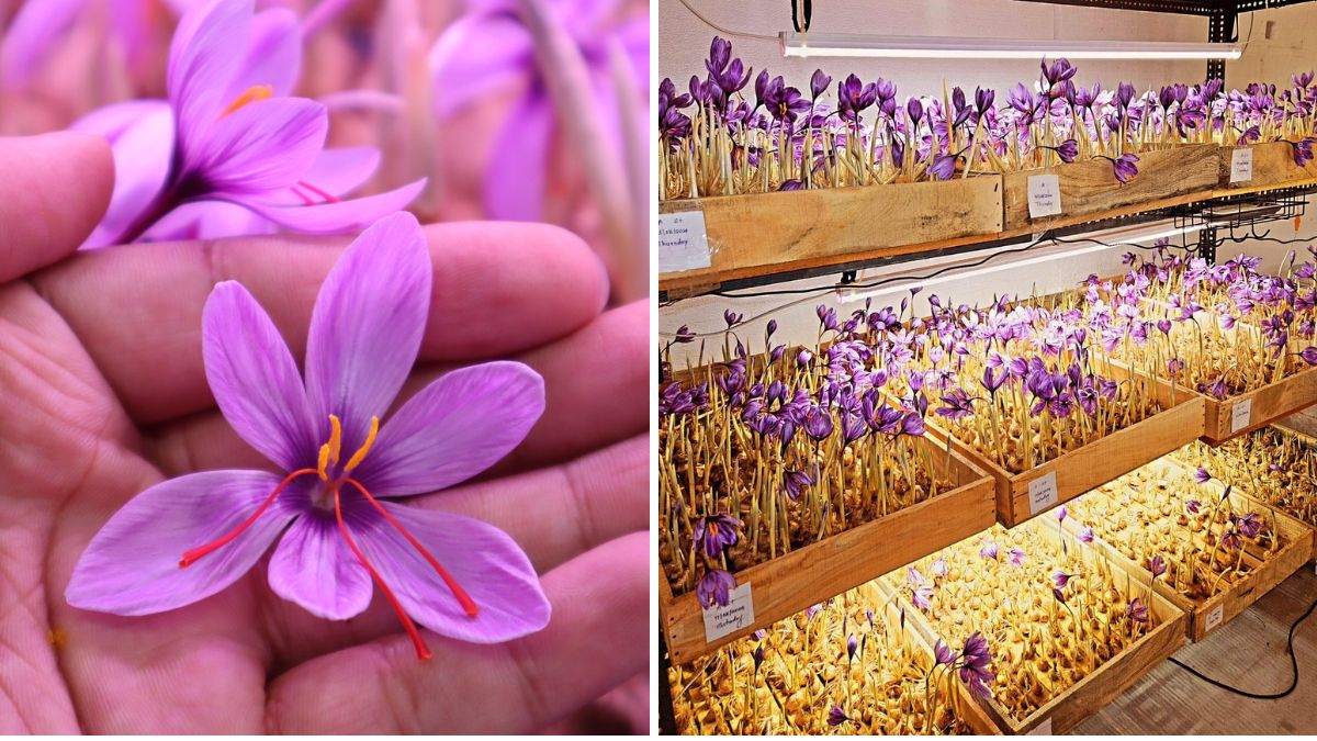 Golden Spice at Home: A Complete Guide to Growing Saffron Indoors for Just ₹500