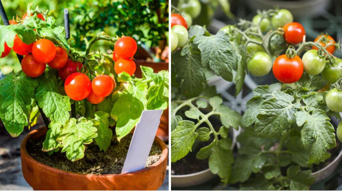 Homegrown & Delicious: The Complete Beginner’s Guide to Growing Tomatoes from Seed to Harvest