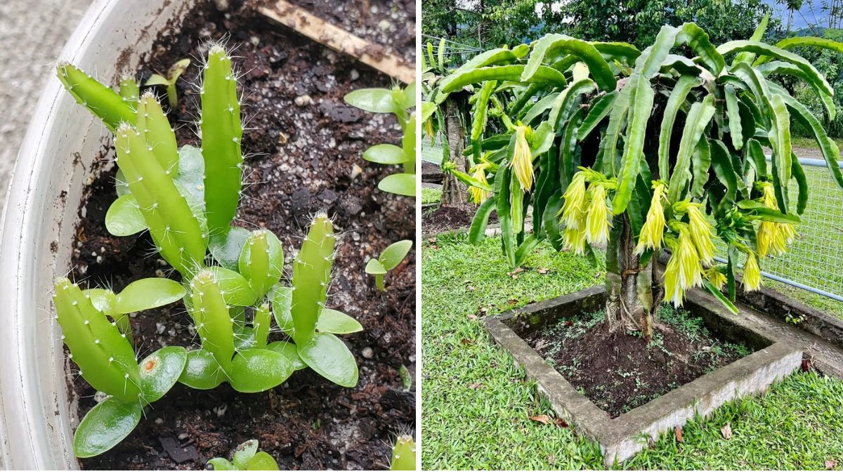 Exotic Harvest at Home: How to Grow Dragon Fruit from Seeds – Seed to Fruit Guide