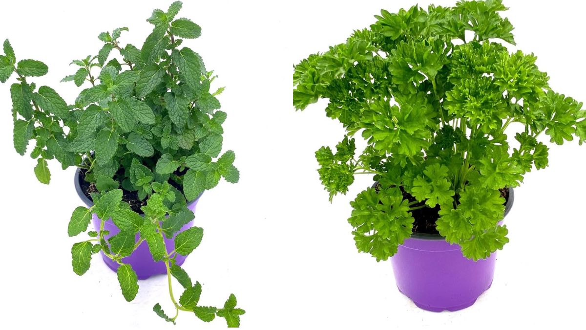 Top 5 Easy-to-Grow Herbs for Beginners – From Seed to Harvest