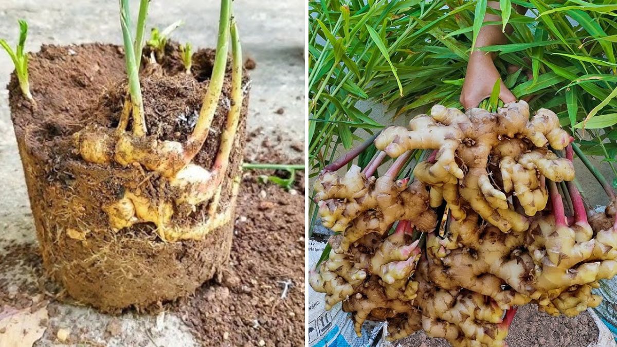 Grow Ginger the Smart & Simple Way: Ultimate Seed-to-Harvest Guide for Home Gardeners