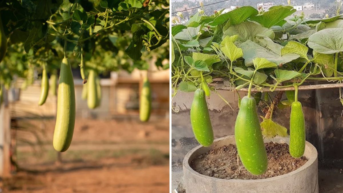 The Complete Home-Gardener’s Guide to Growing Gourds: Simple, Practical & Highly Productive!