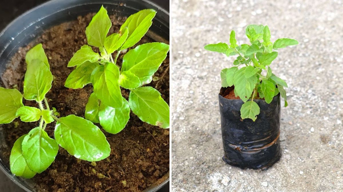 The Most Reliable Way to Grow Tulsi from Cuttings: A Complete Step-by-Step Guide with Full Updates