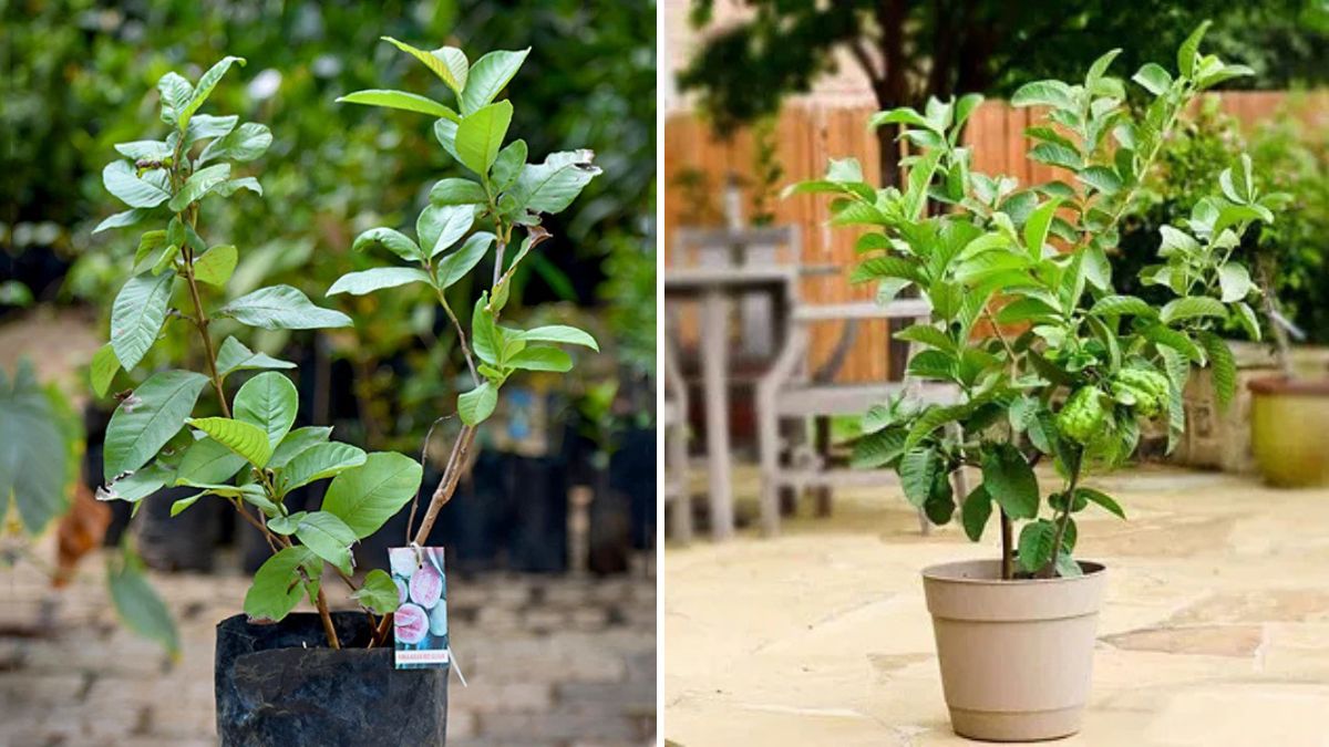 Grow Guava in Pots Like a Pro: Complete Guide to Harvesting 15–18 KG of Sweet Fruits at Home