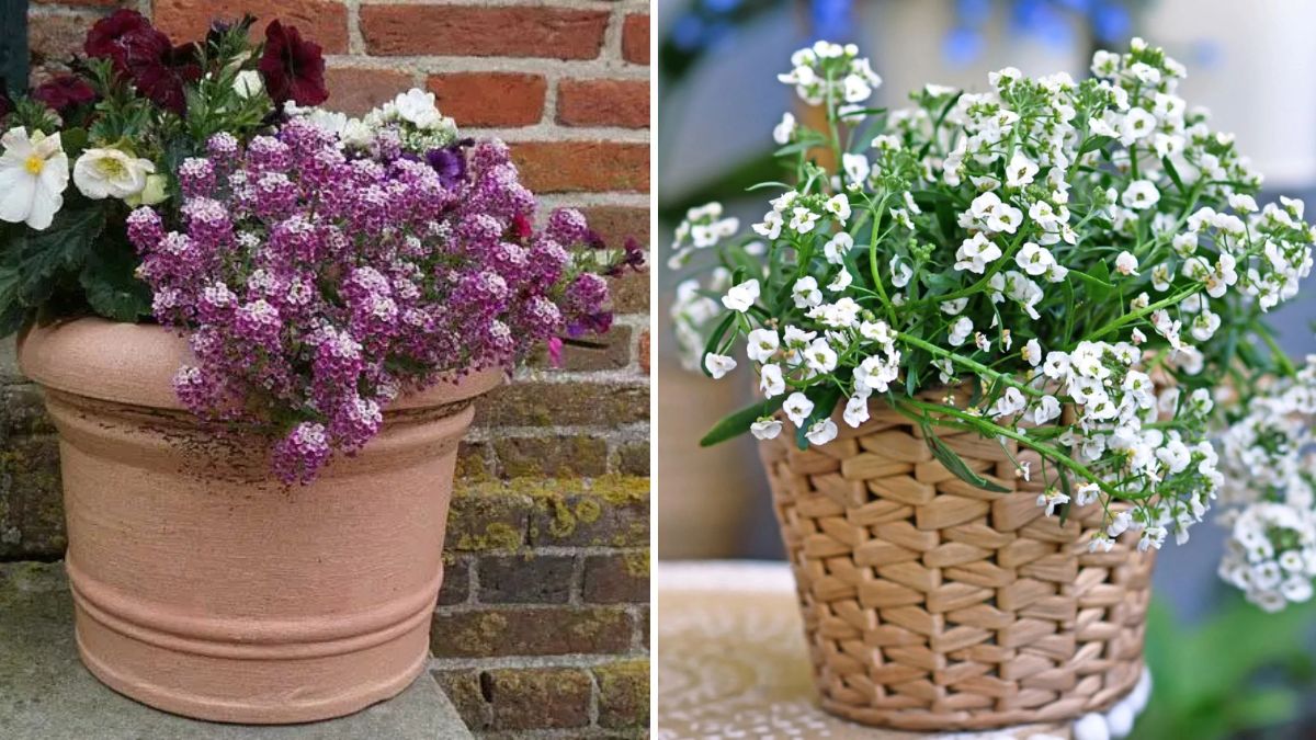Grow Stunning Alyssum Flowers from Seed to Bloom: A Complete Guide for Beginners