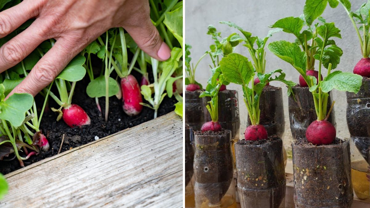 Grow Radish in Waste Bottles | Full Seed-to-Harvest Guide for Beginners (1200 Words)