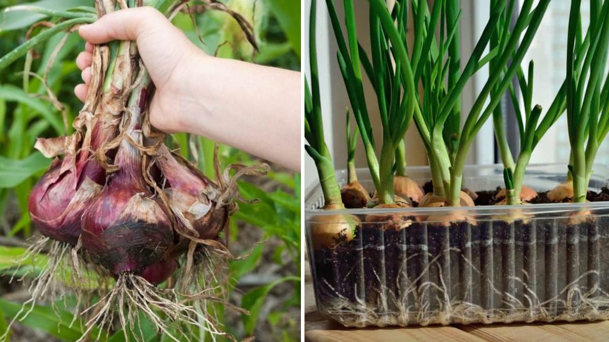 How to Grow Onions at Home | Complete Seed-to-Harvest Guide (1200 Words)