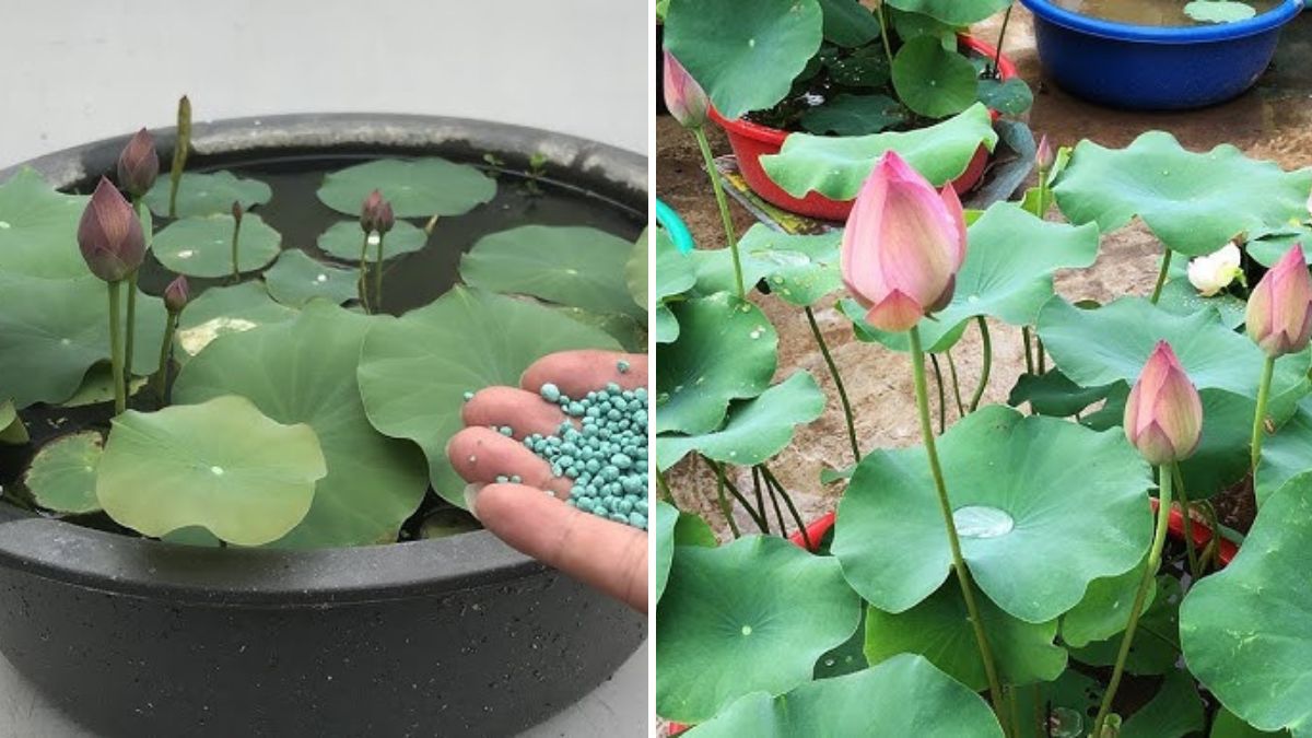 How to Fertilize Lotus Plants | How to Get Lots of Blooms | Full Updates