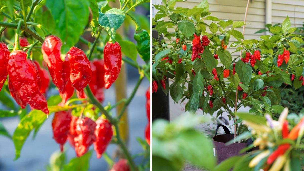 Grow the World’s Hottest Pepper in Pots | Complete Seed-to-Harvest Guide
