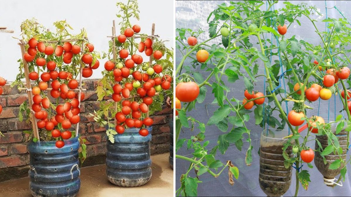 Easy Way To Grow Tomato Plant in Plastic Bottles | Growing Tomatoes from Seed (1200 Words)