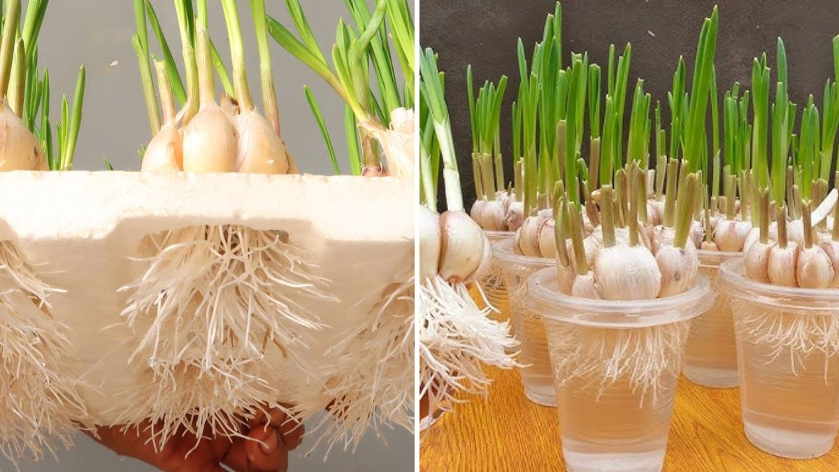 How to Grow Garlic in Water: Quick, Easy & Foolproof Guide for Home Gardeners