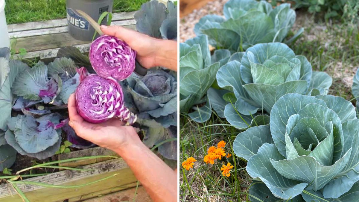 Grow Cabbage From Seeds: Complete Seed-to-Harvest Guide for Big, Crunchy Heads