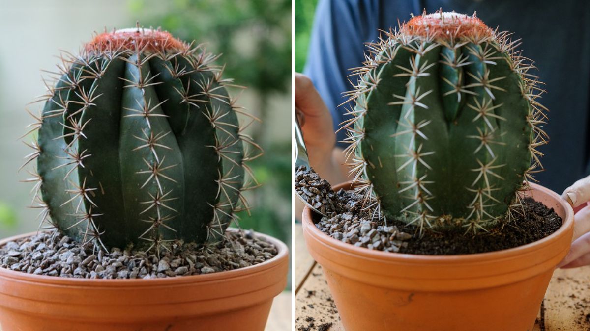 How To Make Cactus Seeds At Home | Hand Pollination | Full Information