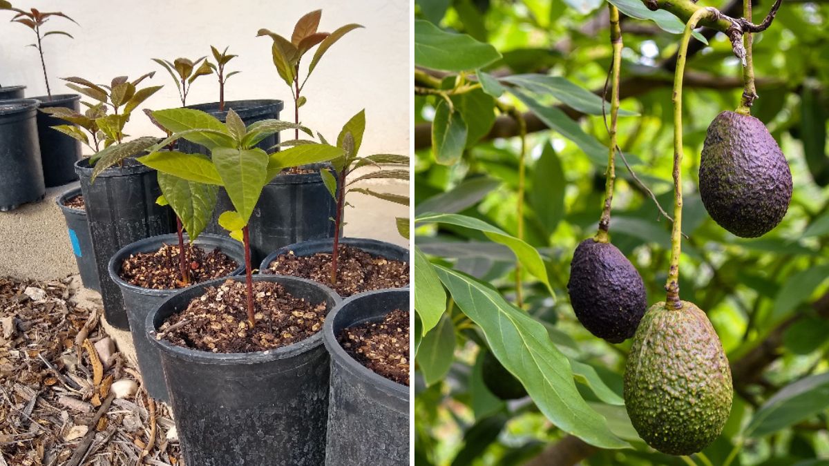How to Grow Avocado From Seed | 100% GERMINATION