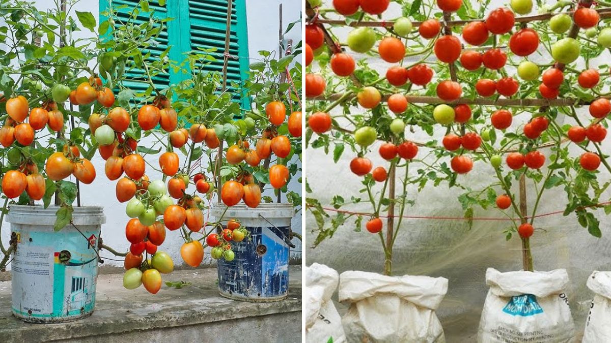 Grow Juicy Tomatoes at Home: Complete Guide to Growing Tomatoes in Fruit/Vegetable Crates | Seed to Harvest