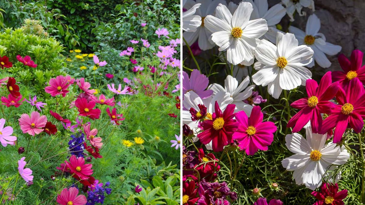 Blooming Beauty at Home: The Complete Guide to Growing Cosmos From Seed | All-Season Flower for Every Garden