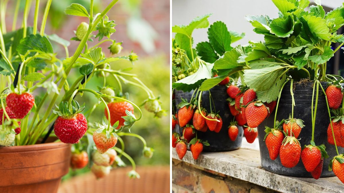 How to Grow Strawberries from Seed: Complete Guide from Seed to Harvest
