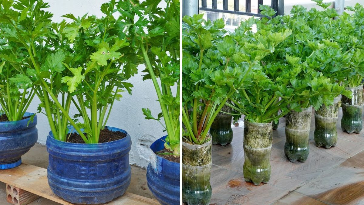 How to Plant Celery at Home: Complete Guide from Seed to Harvest
