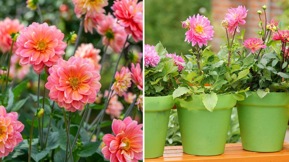 How to Grow Dahlias at Home: Complete Guide from Planting to Bloom