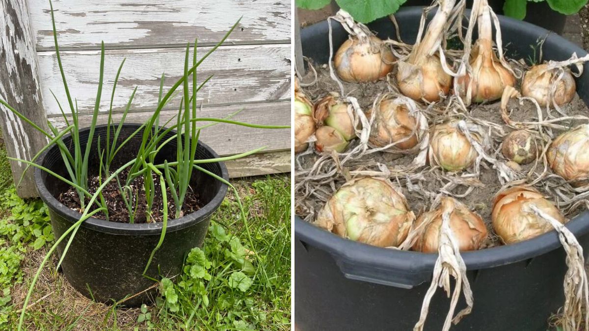 How to Grow Onions at Home: Start to Finish Guide