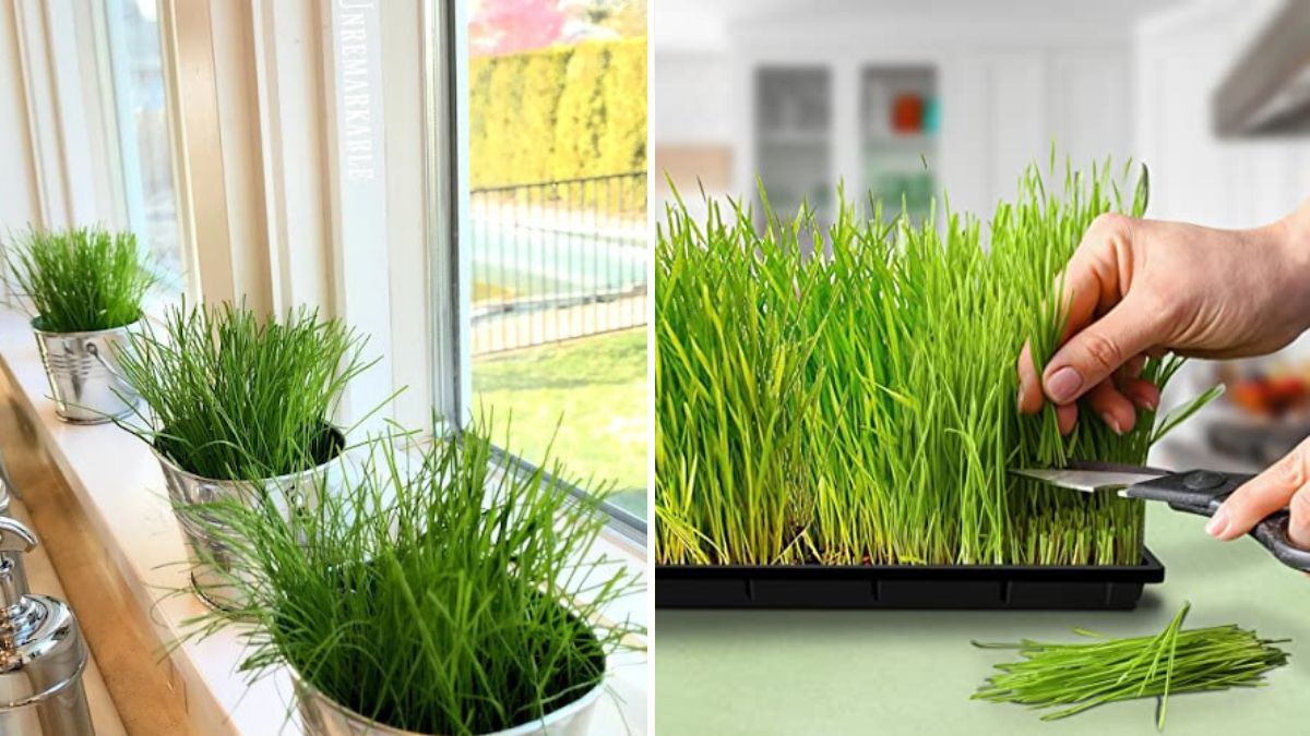 How to Grow Grass from Seed: Complete Guide from Seed to Lush Lawn