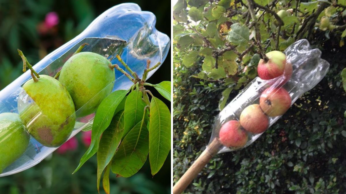 DIY Fruit Picker: How to Make a Fruit Picker at Home for Free
