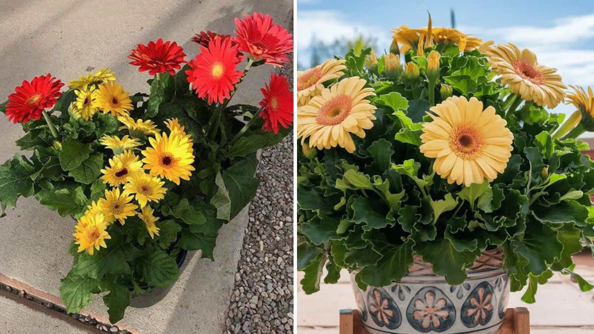 How to Grow Gerbera from Seeds for Free: Complete Guide from Seed to Bloom