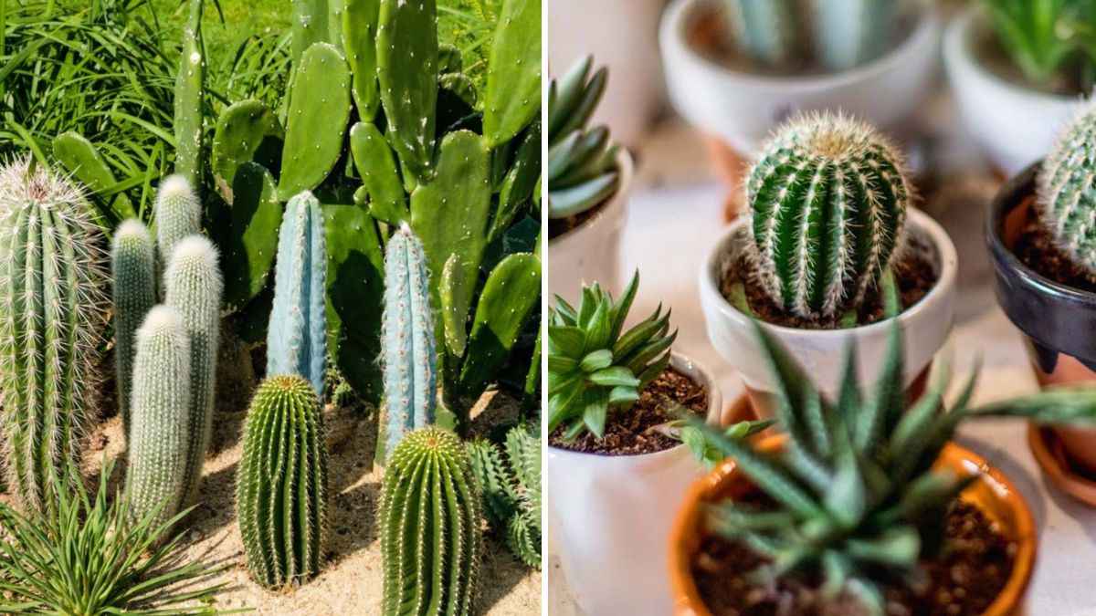 How to Grow Cactus from Seed: A Complete Guide with 100% Success Rate