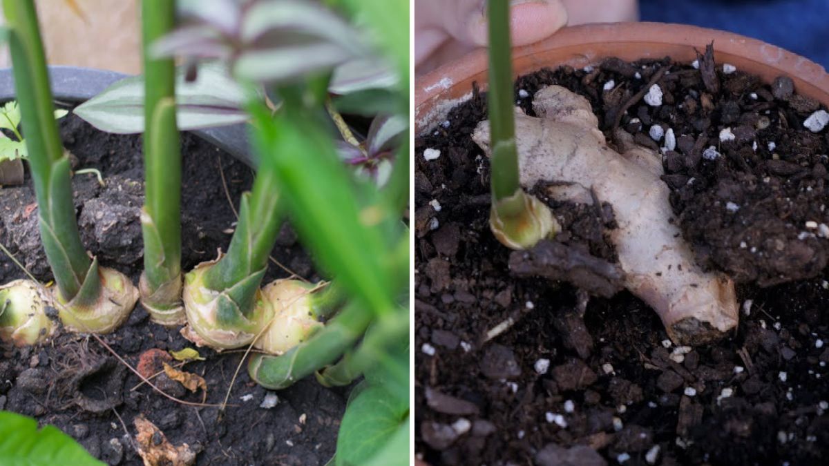 Grow Fresh Ginger at Home: Complete Container Gardening Guide from Planting to Harvest