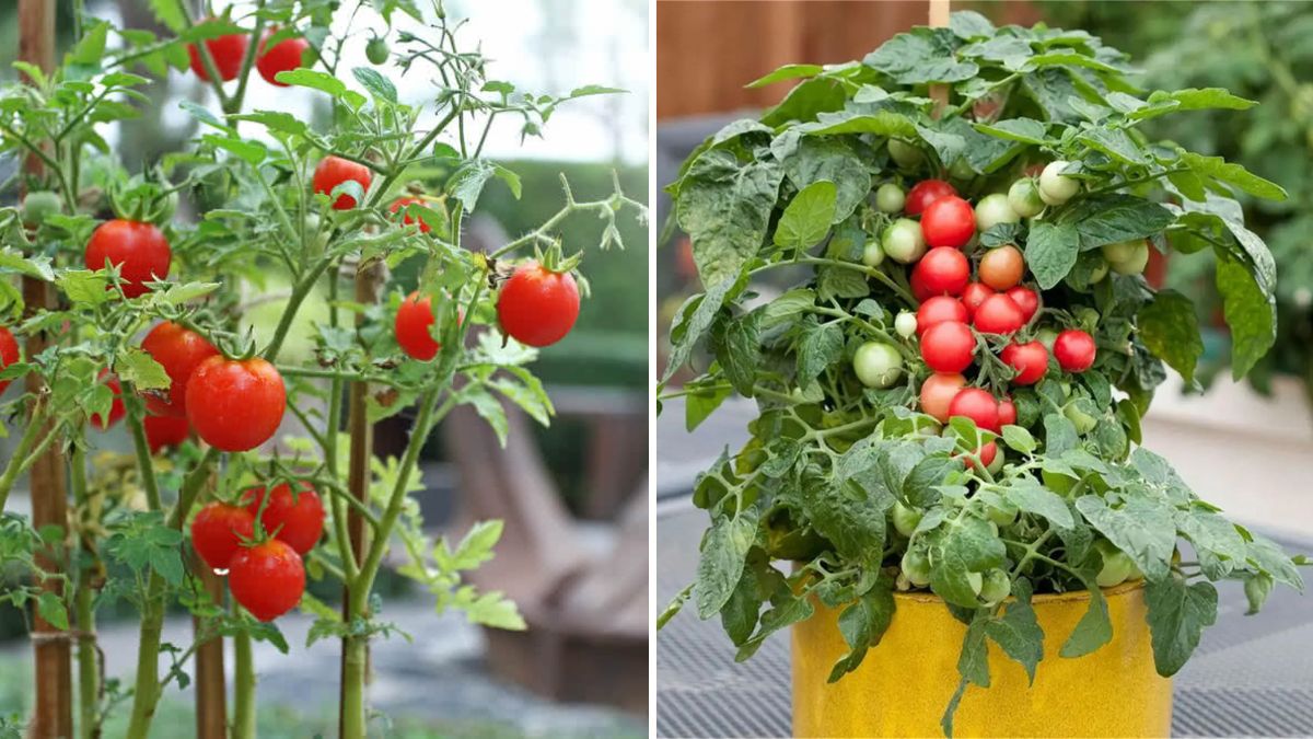 Grow Juicy Cherry Tomatoes at Home: Complete Seed-to-Harvest Guide