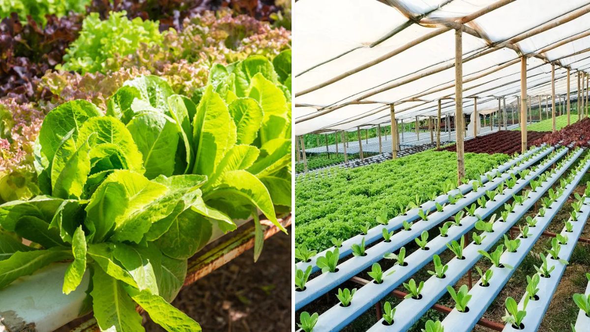 Build the Cheapest Hydroponic System at Home: Grow Fresh Vegetables Under $1 / 100 Rs