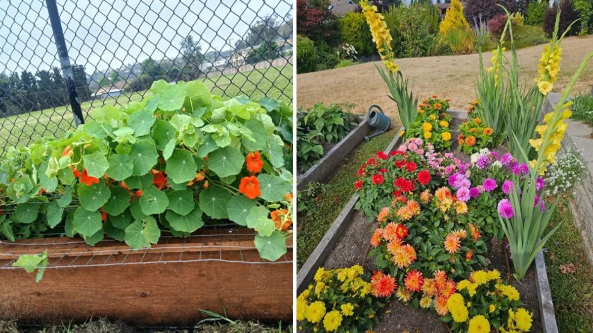 Grow Stunning Summer Flowers from Seeds: Complete A-Z Guide for Beginners